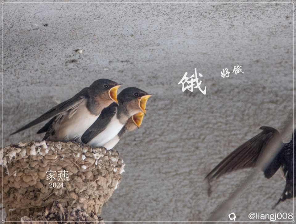 DSC03537_副本.jpg