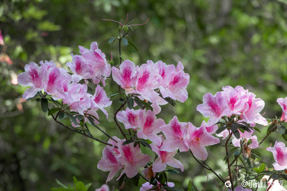 DSC01319-0 - 副本.jpg