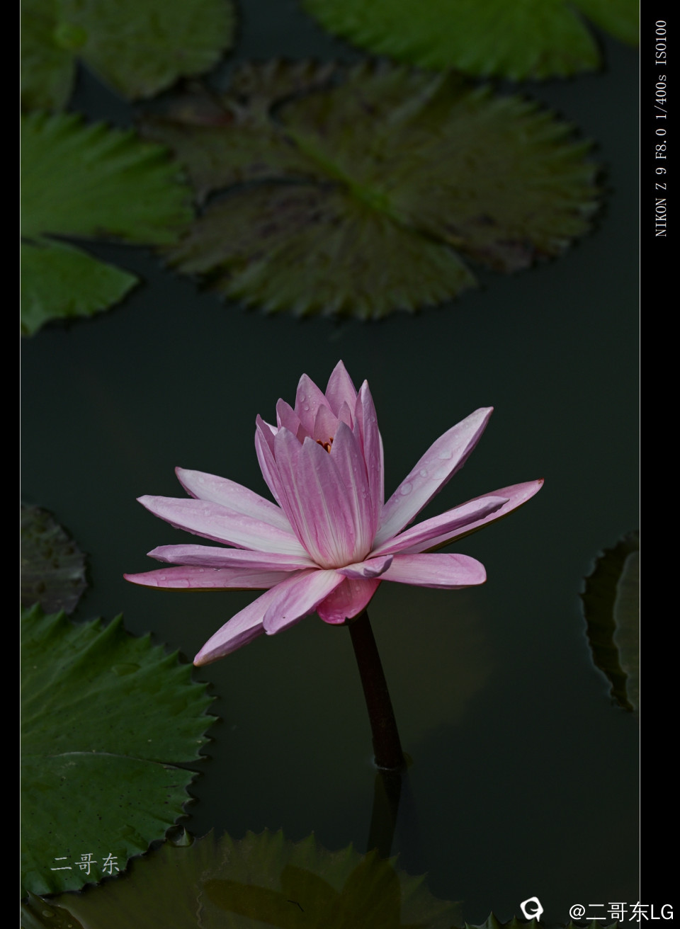 精品莲花 (2).jpg