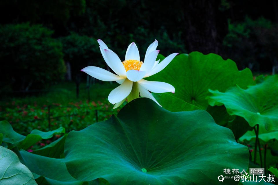 DSC08397-0 - 副本.jpg