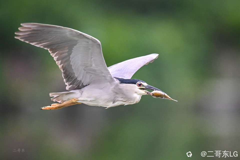 夜鹭捕鱼 (14).jpg