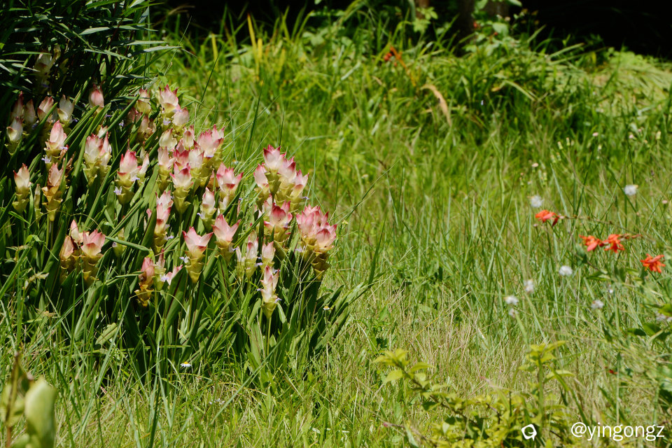 DSC_6005_副本.jpg