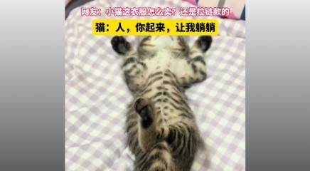猫：人，你起来，让我躺躺！网友：小猫这衣服怎么卖？还是拉链款的