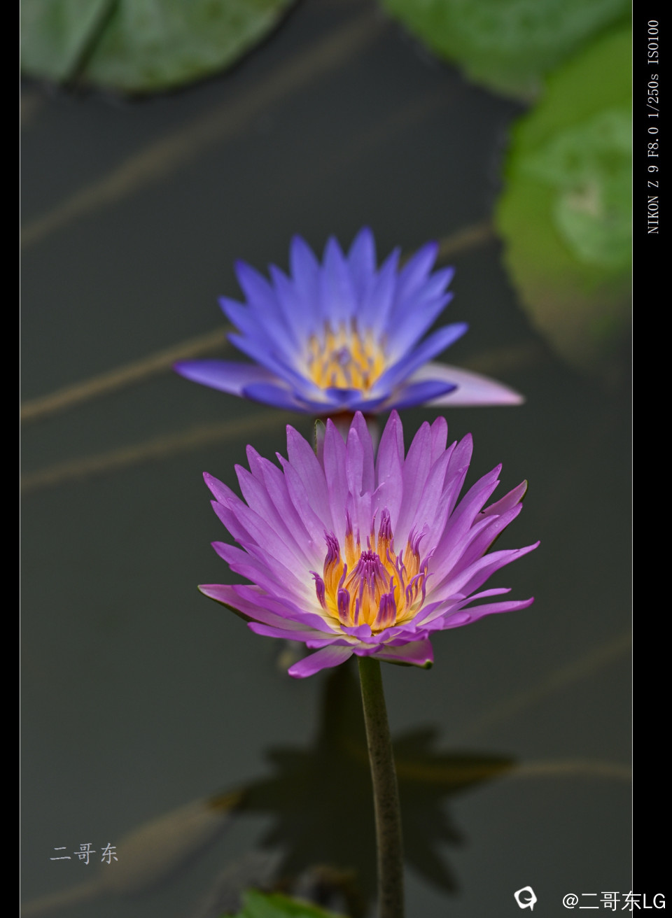 精品莲花 (15).jpg