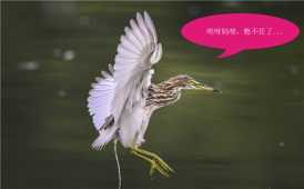 快闪开，急...急...急