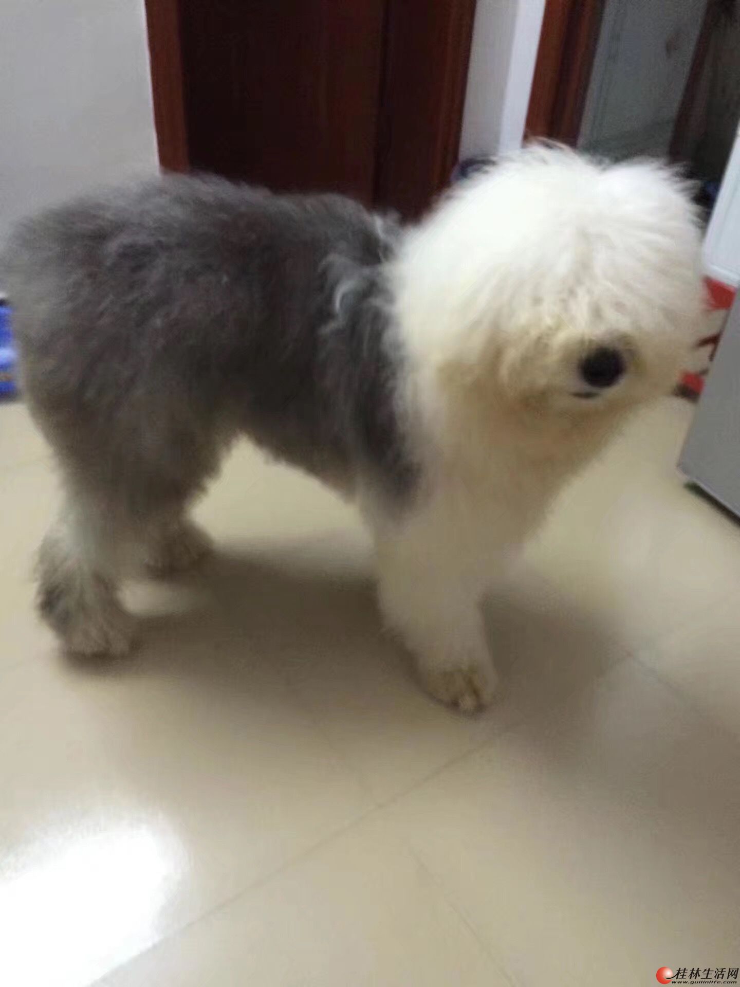 ������ʹ�ͼ���ĸ����һֻ