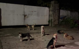 汪汪队半夜召集开会 网友：没看到他们领导在说话吗 还打断