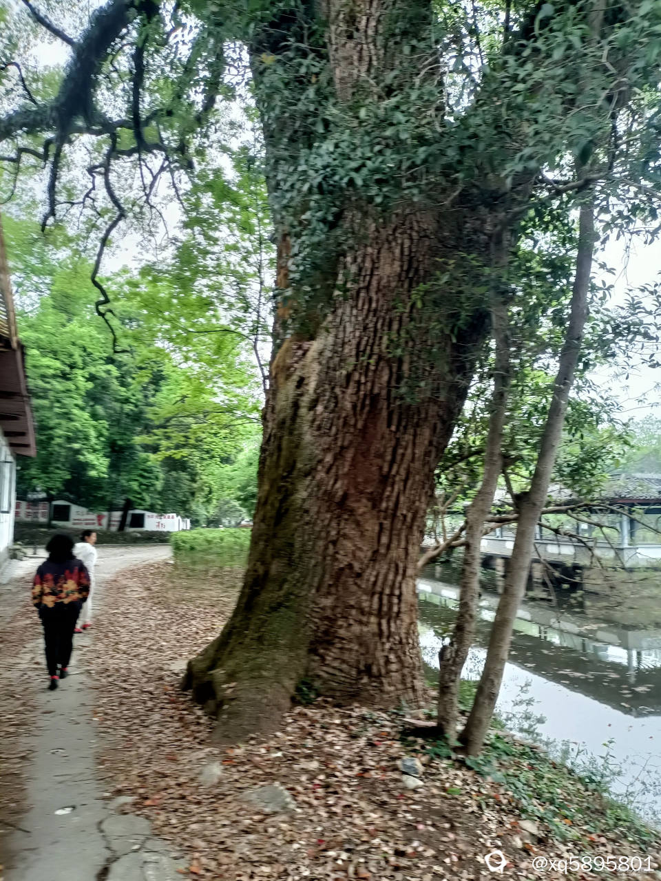 百年樟树