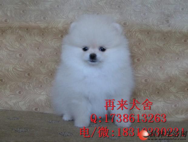 	 ����Ȯ�� �����۸� ����ͼƬ ����Ȯ����Ǯ רҵ����
