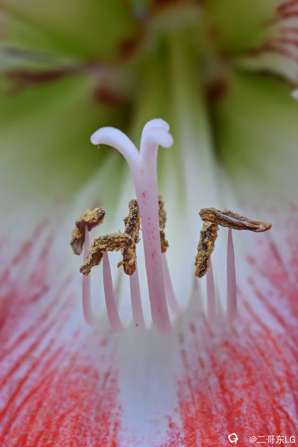 微距花蕊 (9).jpg