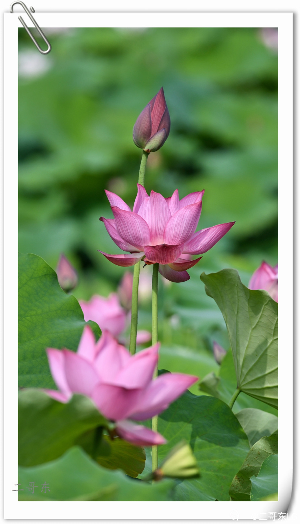 艳丽荷花 (3).jpg