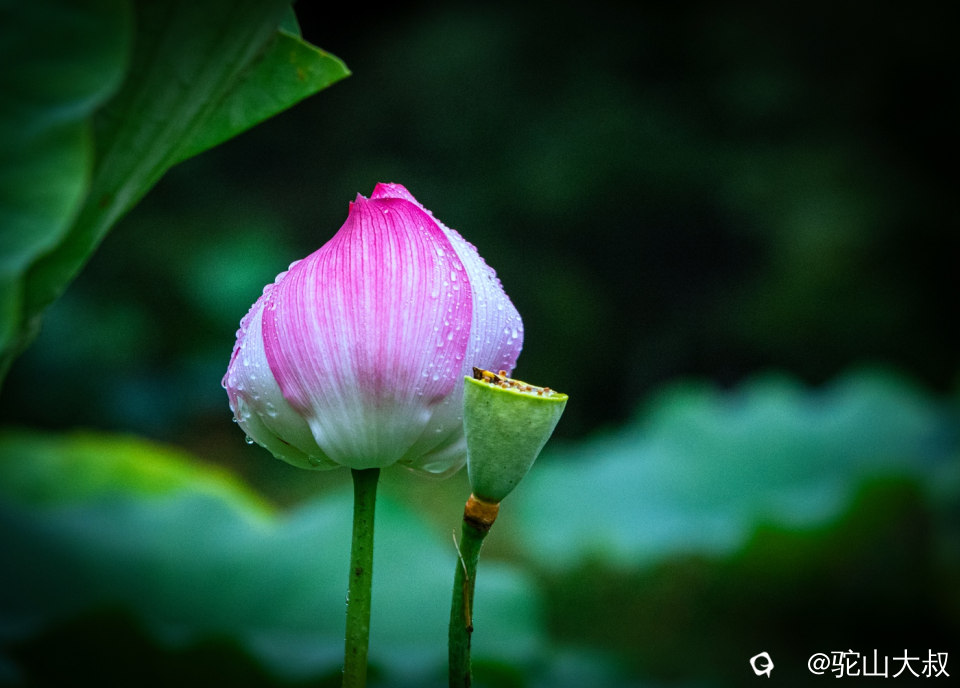 DSC08767-0 - 副本.jpg