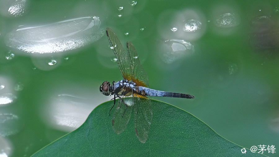 DSCF6895.jpg