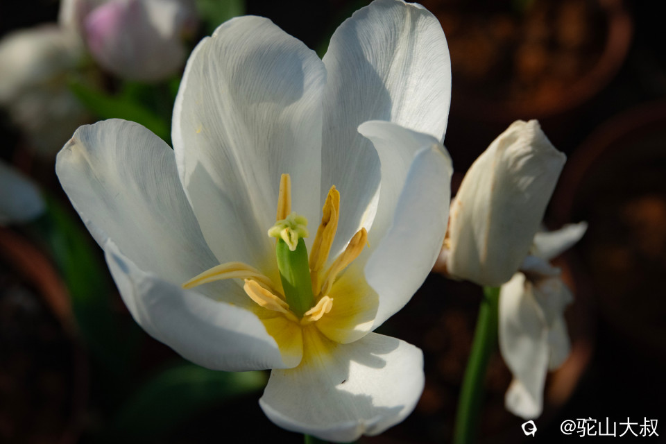 DSC00603-0 - 副本.jpg