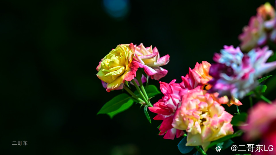 虞山月季花 (9).jpg