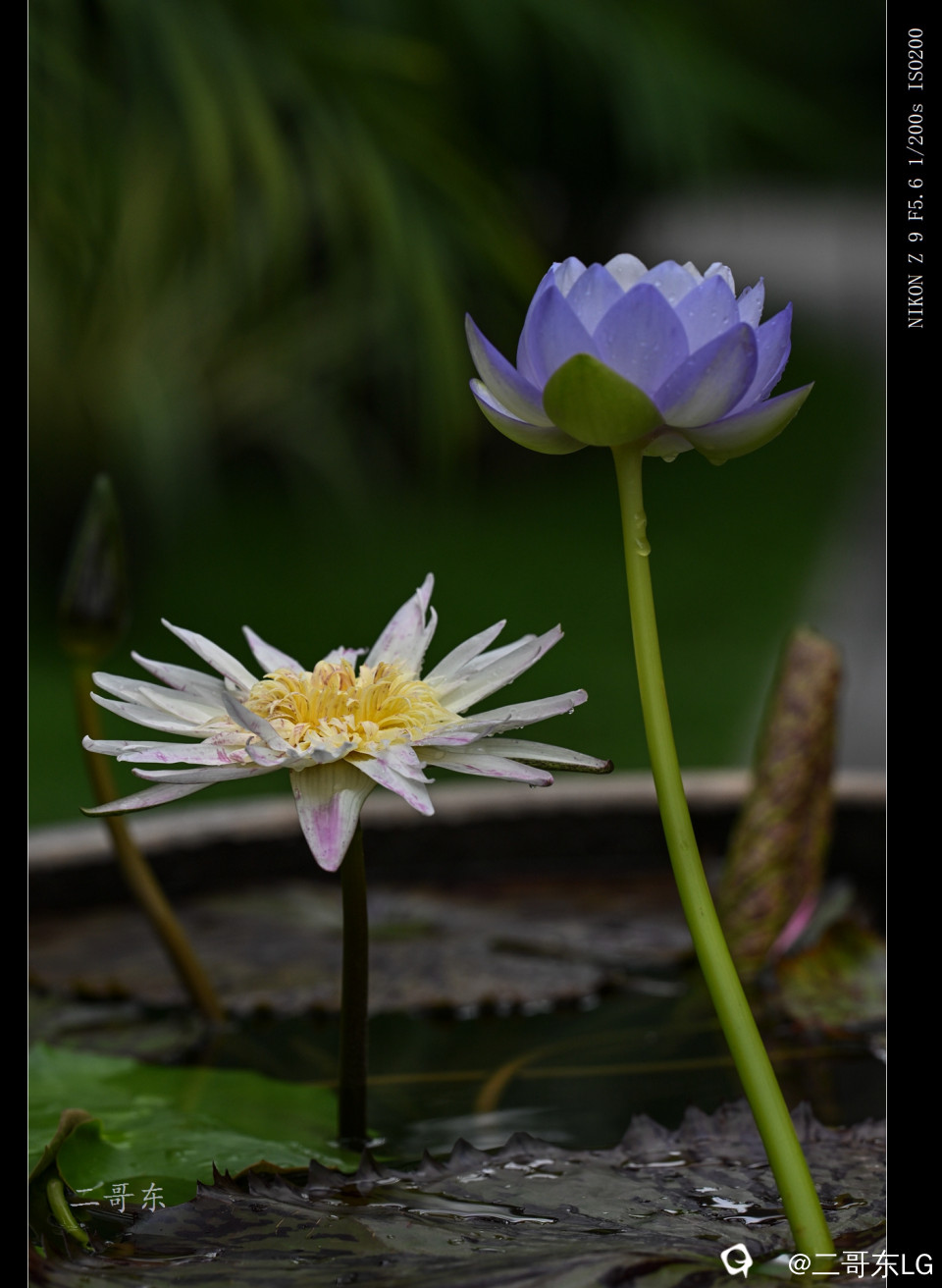 精品莲花 (20).jpg