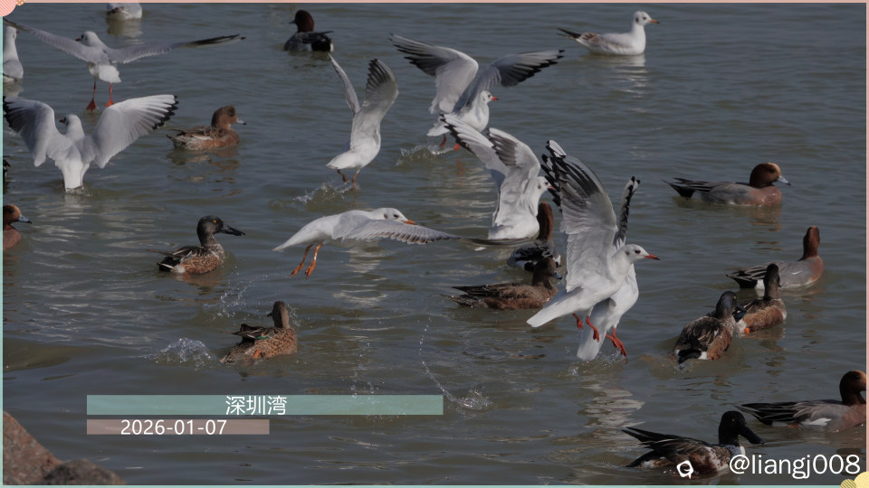 DSC01992_副本.jpg