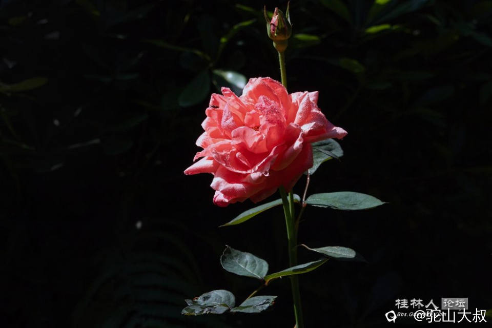 DSC07216-0.jpg