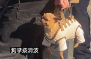 主人帶狗狗出門曬太陽，解鎖新型遛狗方式。網友：這是不是定做的手提包