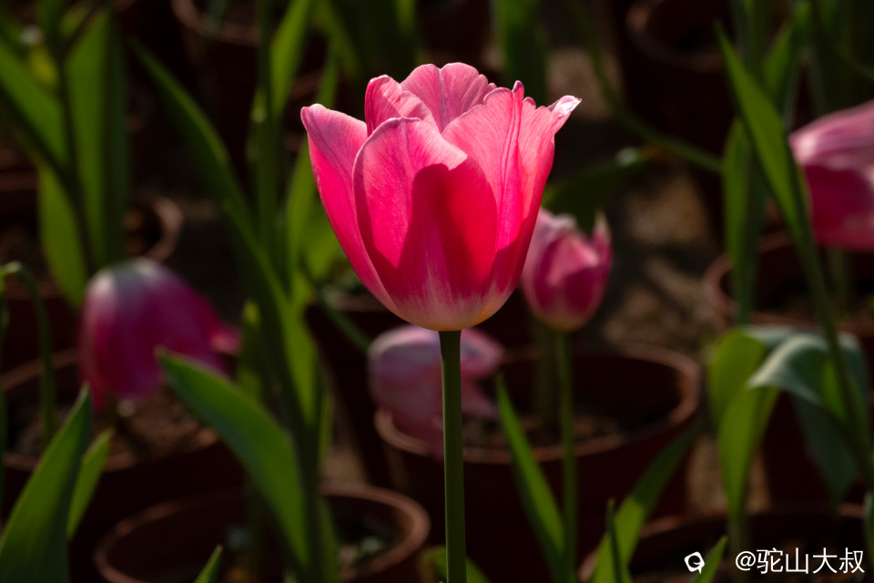 DSC00476-0 - 副本.jpg