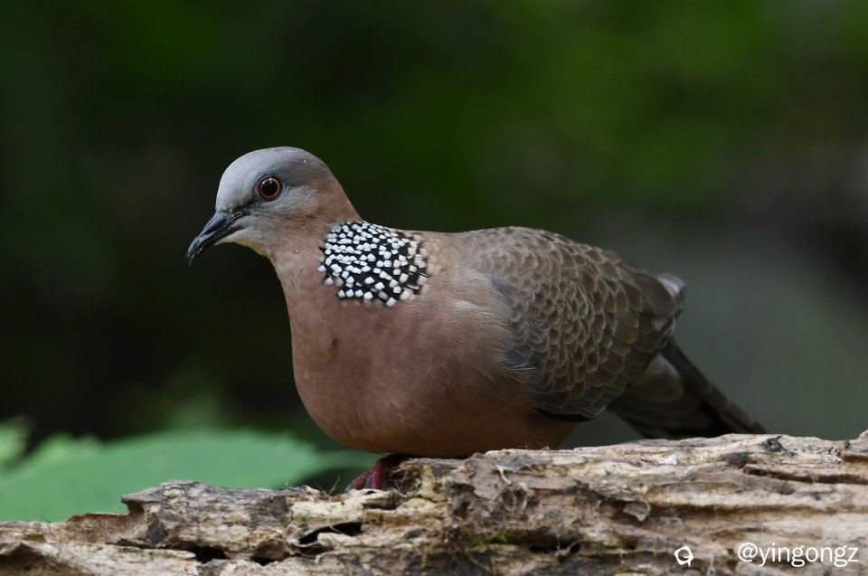DSC_2266_副本.jpg