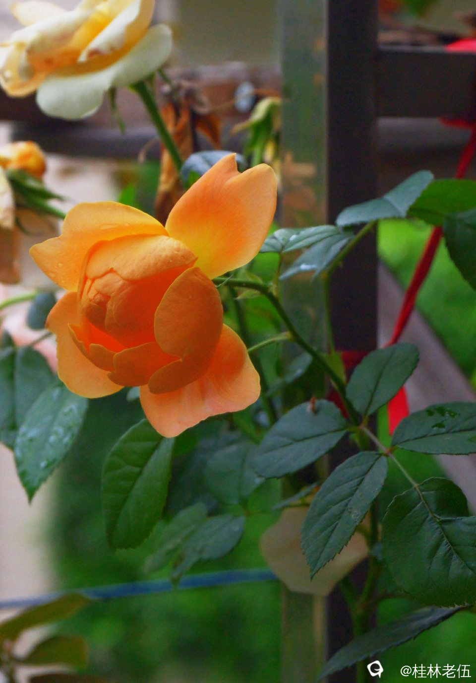 DSCF0339_副本.jpg