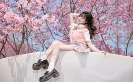 鳳凰來棲春天櫻花味