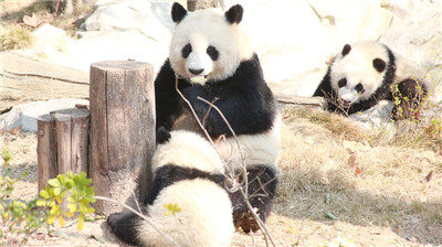春节来成都看熊猫妈妈花式带娃，萌翻了