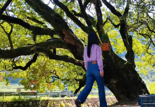 桂林臨桂千年桂花王盛開，又到了滿城桂花香的季節(jié)