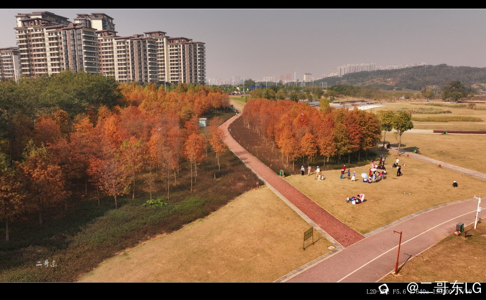 红水杉 (10).jpg