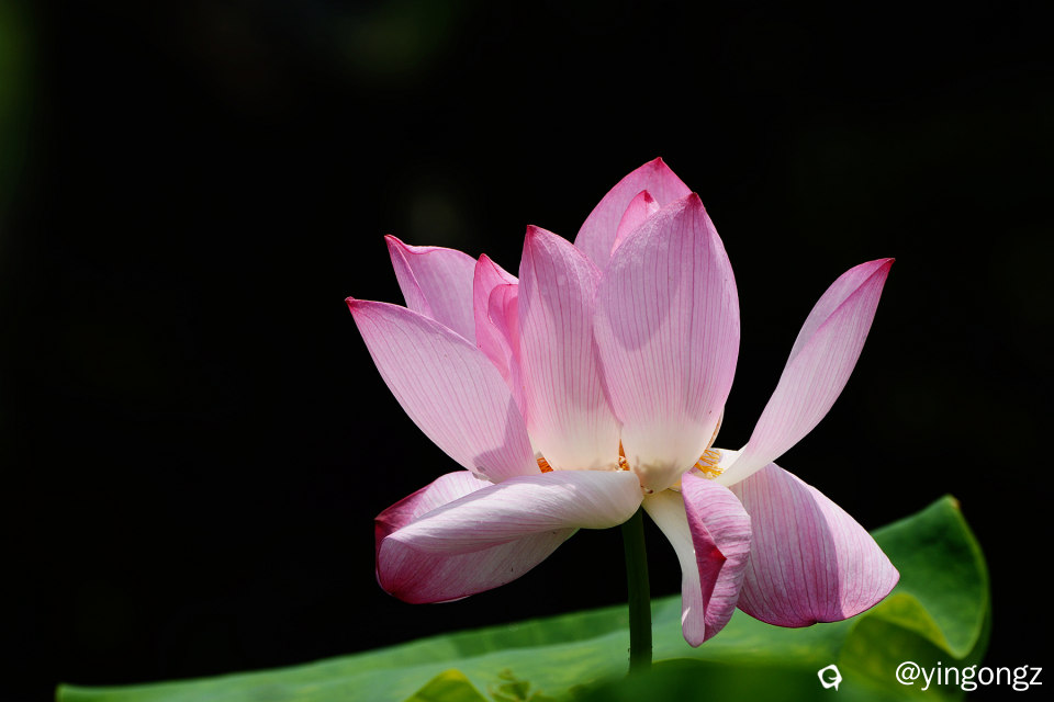 DSC_5903_副本.jpg