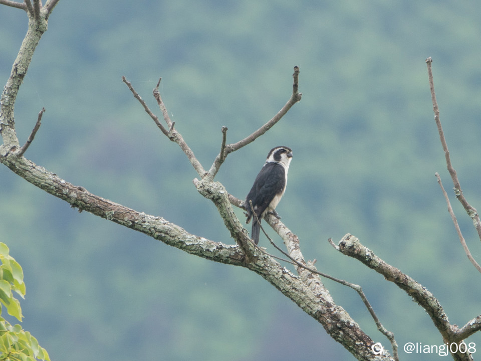 DSC08500_副本_副本.jpg