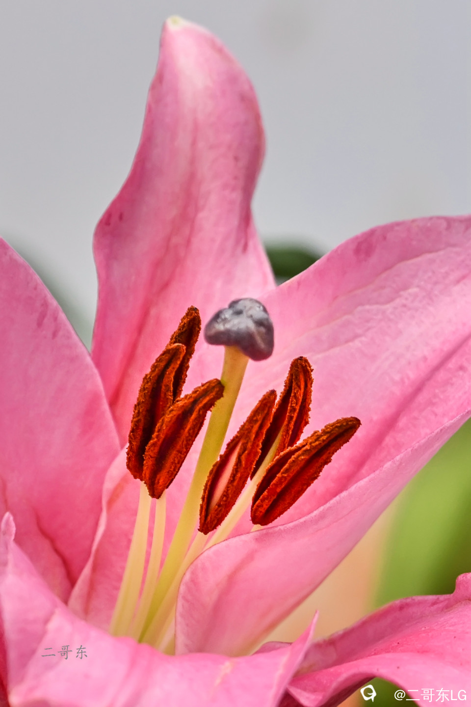 微距花蕊 (6).jpg