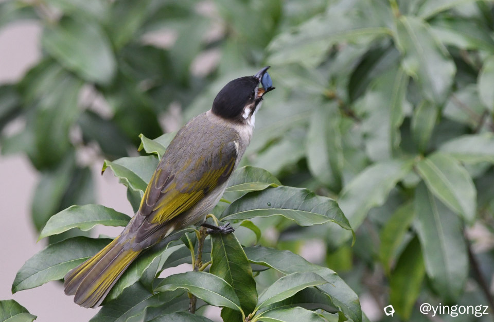 DSC_9077_副本.jpg