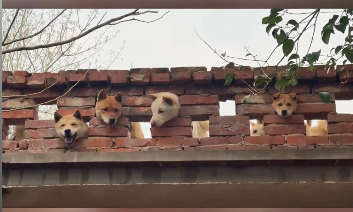 谁家院子还没个&ldquo;墙头岗哨&rdquo; 一群中华田园犬集体&ldquo;执勤&rdquo; 网友：请问一共有几只狗？几条腿？