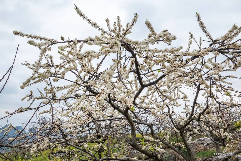 恭城大嶺山的李花開了