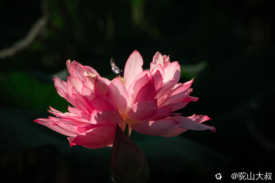 DSC04324-0.jpg