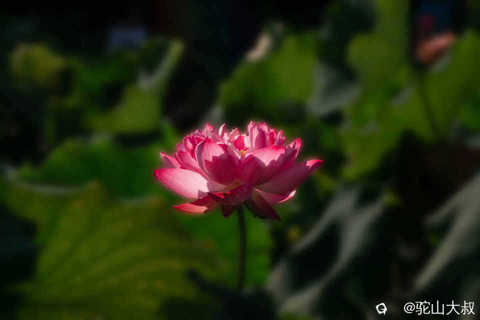 DSC04303-0.jpg