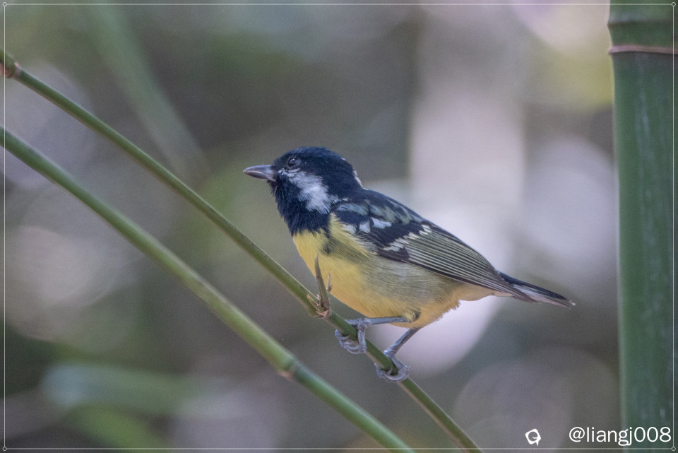 DSC08815_副本_副本.jpg