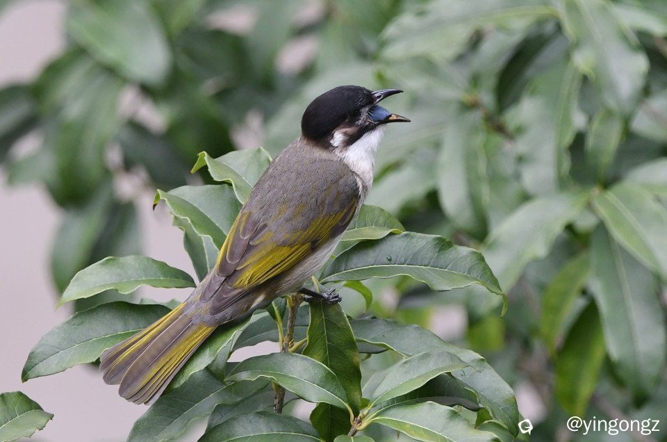 DSC_9080_副本.jpg