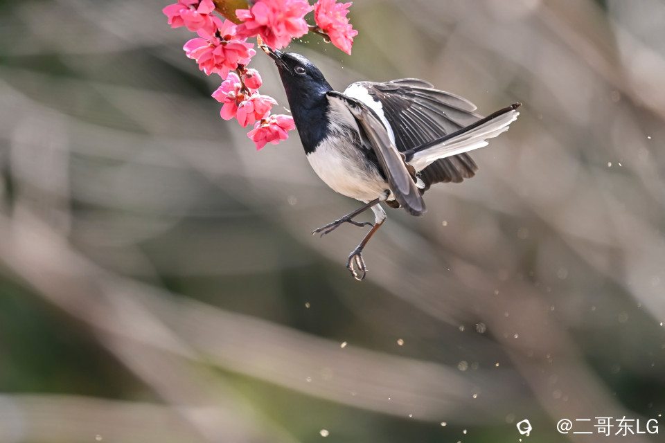 鹊鴝戏桃花 (9).jpg