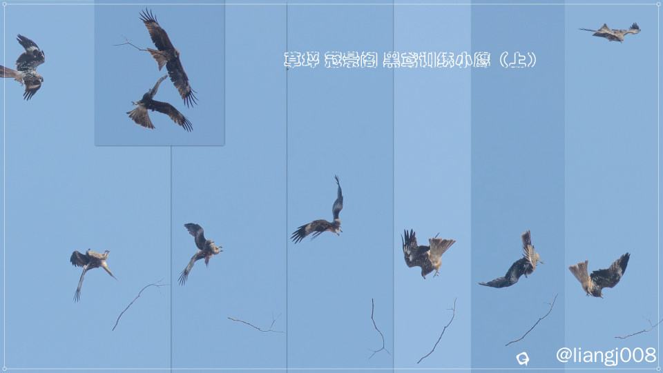 草坪 冠景阁 黑鸢训练小鹰（上）.jpg