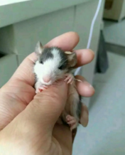 �Լ���ֳ�Ļ�֦����˳���18778395442