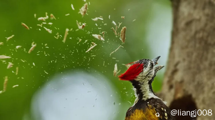 20260224_worldnaturephotographyawards_13.jpg