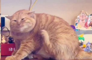 命运捉弄大肥猫！猫猫太胖挠不到痒痒，满脸无奈！网友：像极了我练瑜伽碰不到腿