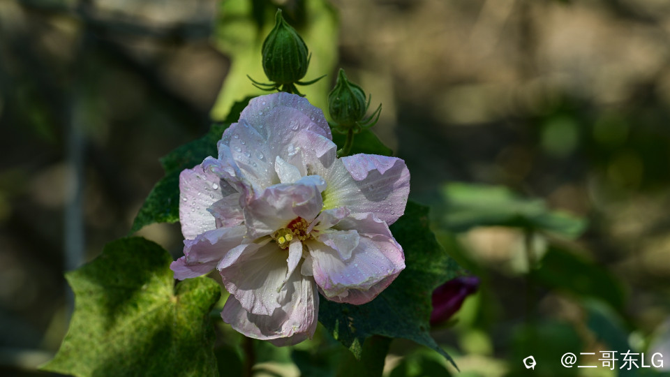 木芙蓉 (10).jpg