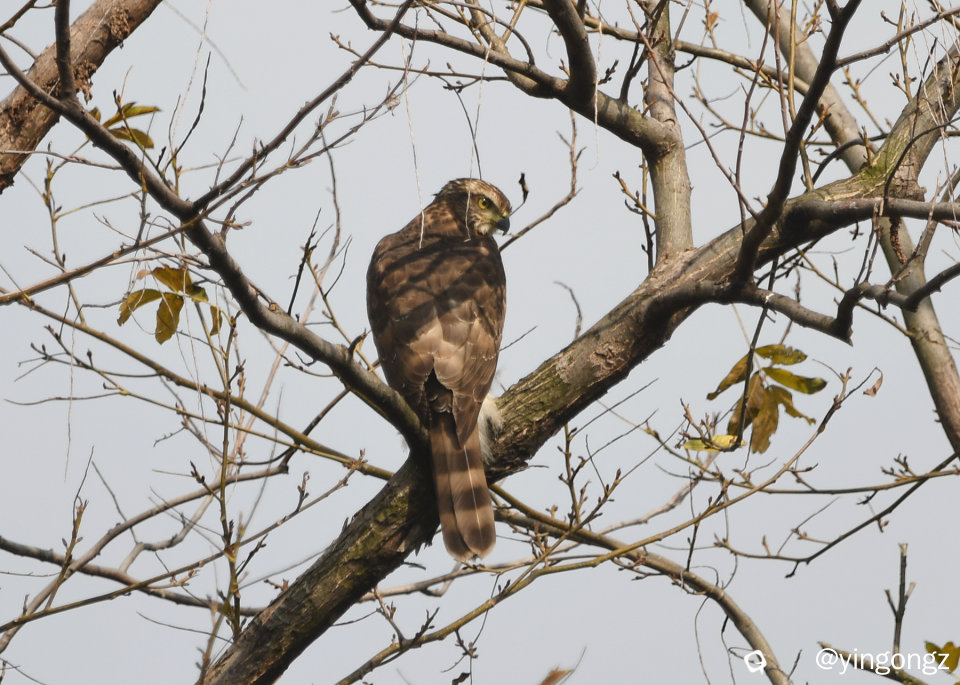 DSC_2505_副本.jpg