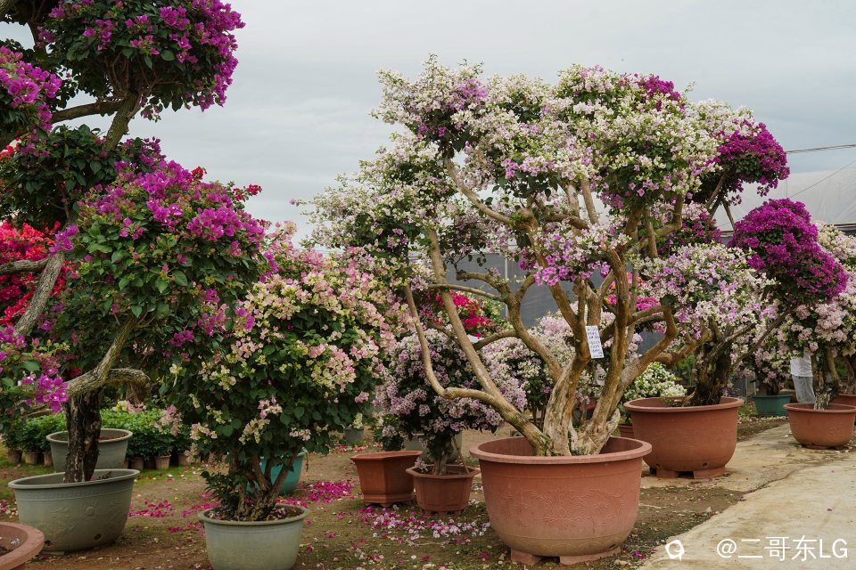 南方第三届花卉苗木交易会 (33).jpg