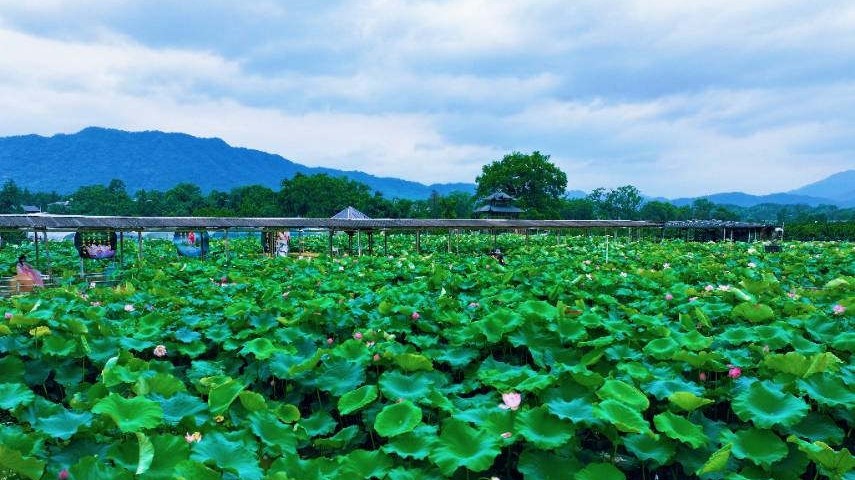 灵川江头村爱莲花园