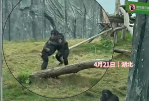 两只在跳交谊舞一只在蹦迪，一时之间不知道哪个才是主角